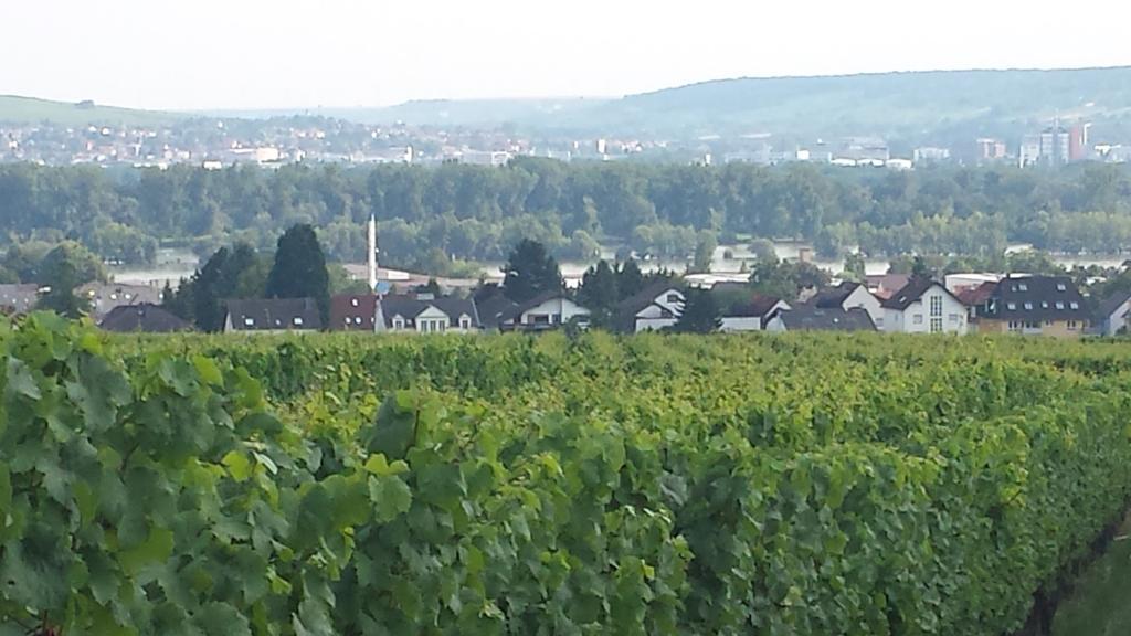 Ferienwohnung Weingut Leis Oestrich-Winkel Oda fotoğraf